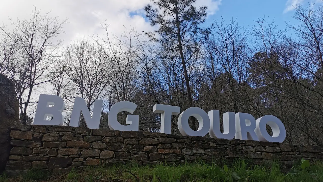 BNG Touro con &aacute;rbores da Santaia de fondo