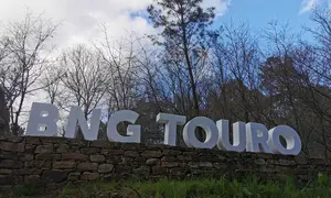 BNG Touro con &aacute;rbores da Santaia de fondo